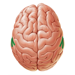 Lateral sulcus (#19069)