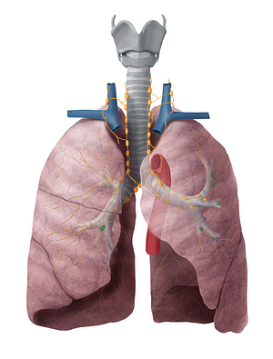 Intrapulmonary lymph nodes (#7042)
