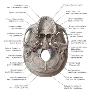 Inferior base of the skull - Landmarks (German)