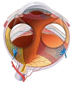 Anterior ciliary arteries (#1119)