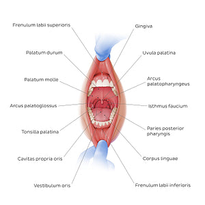 Overview of the oral cavity (Latin)