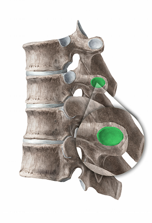 Costal facet of transverse process (#11264)