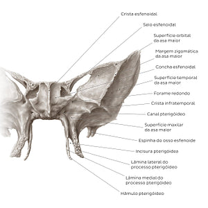 Sphenoid bone (anterior view) (Portuguese)