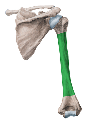 Body of humerus (#2950)