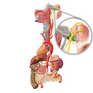 Jugular foramen (#3745)