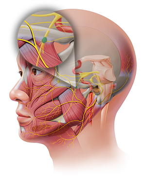 Otic ganglion (#3994)