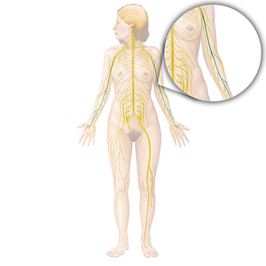 Median nerve (#6573)