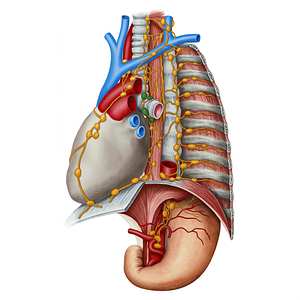 Tracheobronchial lymph nodes (#7120)