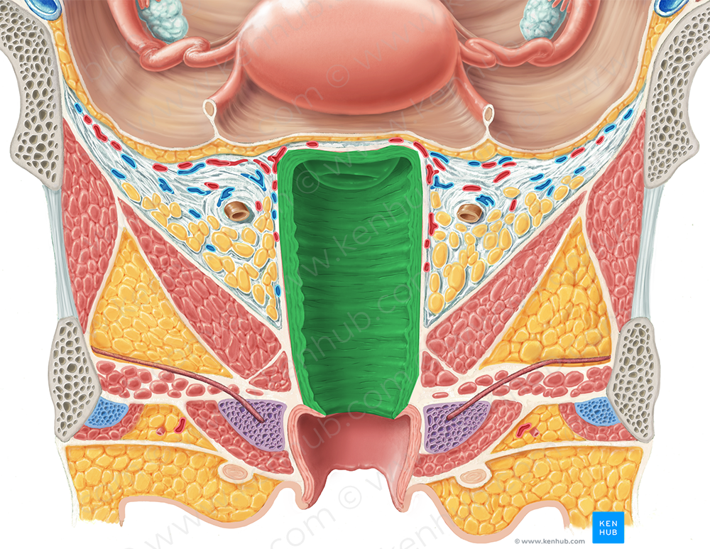 Vagina (9888) Kenhub Image License Store