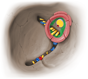 Common tendinous ring (of Zinn) (#14078)