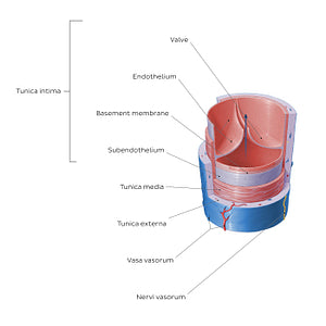 Structure of blood vessels: Vein (English)