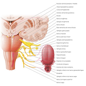 Taste pathway (Portuguese)