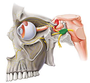 Trigeminal ganglion (#4032)