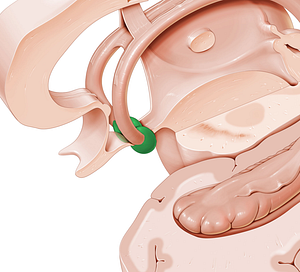 Mammillary body (#2962)