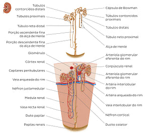Nephron (Portuguese)