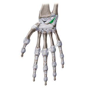 Ulnolunate ligament (#19997)