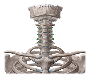 Posterior tubercles of transverse processes of vertebrae C3-C7 (#9700)