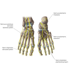Nerves of the foot (Latin)