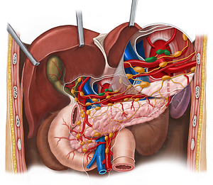 Celiac lymph nodes (#6992)