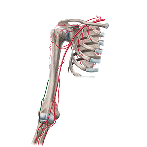 Radial collateral artery (#1069)