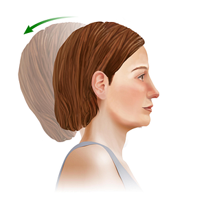 Extension of neck (#11014)