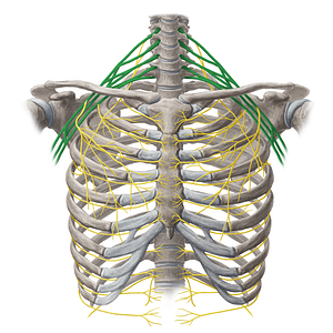 Brachial plexus (#20110)