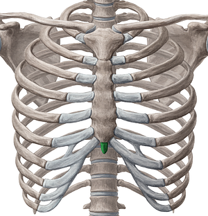 Xiphoid process of sternum (#8358)