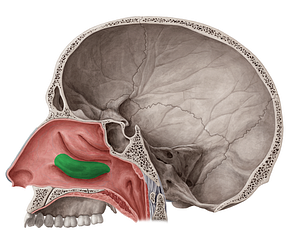 Inferior nasal concha (#2791)