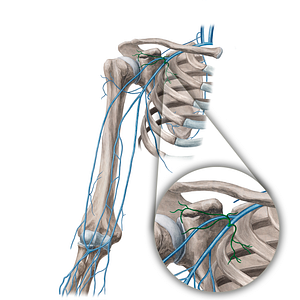 Thoracoacromial vein (#21656)