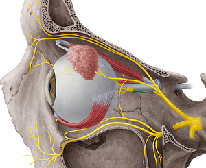 Branch of nasociliary nerve to ciliary ganglion (#8458)