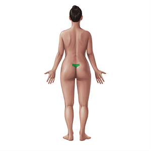 Sacral region (#21087)