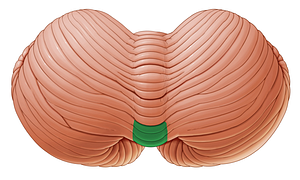 Folium of vermis (#3714)