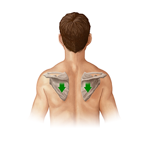 Depression of scapula (#20897)