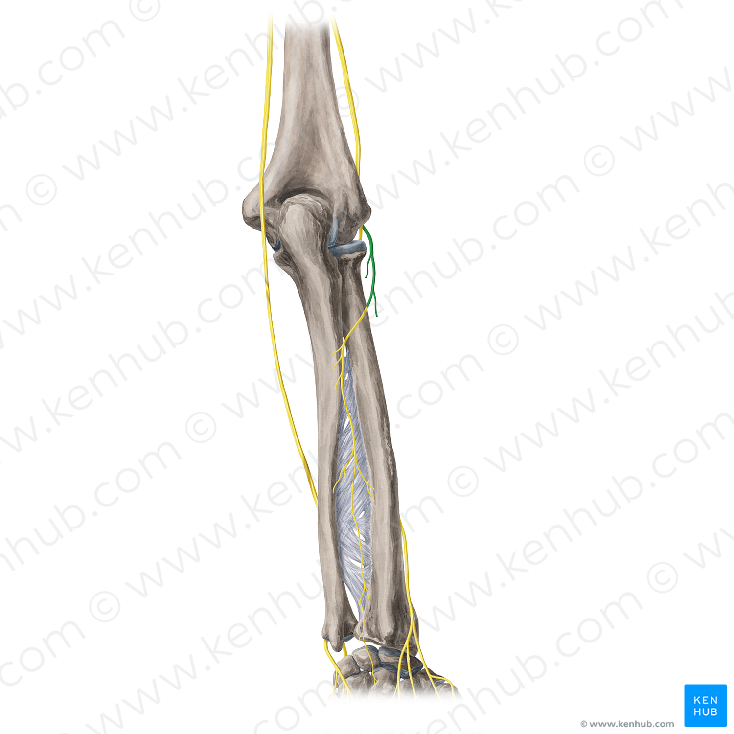 Deep Branch Of Radial Nerve (#20415) – Kenhub Image License Store