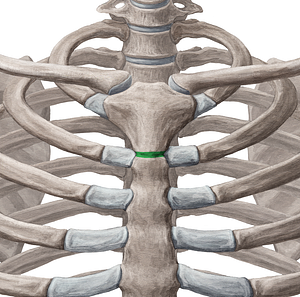 Manubriosternal joint (#657)