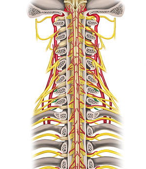 Posterior rami of spinal nerves C6-C8 (#8545)