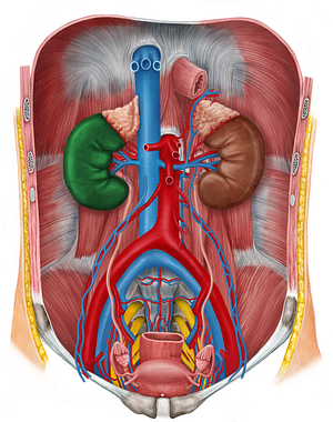 Right kidney (#8897)