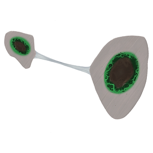 Spongy bone (#21960)