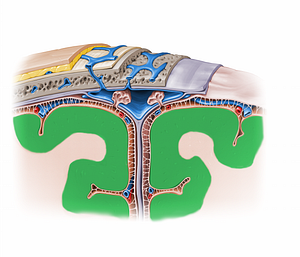 Cerebral cortex (#11581)