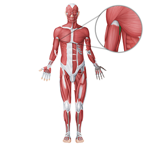Coracobrachialis muscle (#18649)