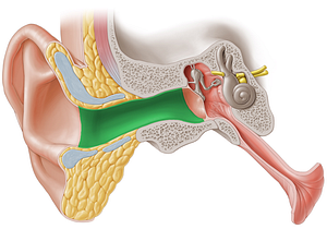 External acoustic meatus (#4980)