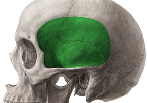 Temporal fossa (#3897)