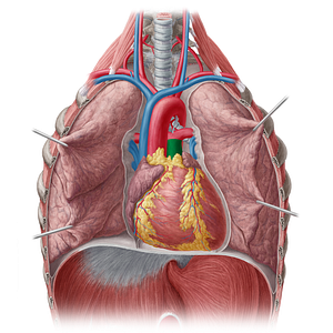 Pulmonary trunk (#9637)