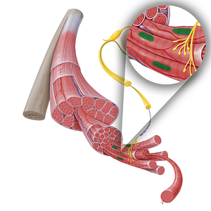 Nucleus of skeletal muscle fiber (#17251)