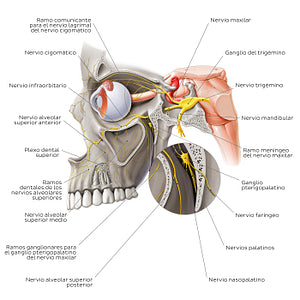 Maxillary nerve (Spanish)