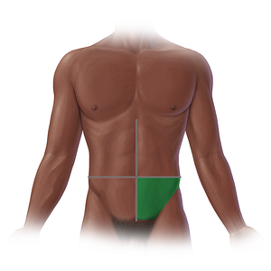 Left lower quadrant (#20708)