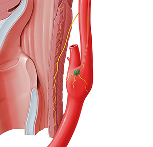 Carotid body (#4155)
