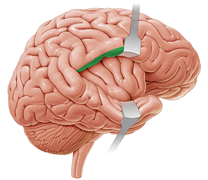 Parietal operculum (#7332)