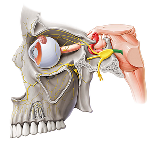 Trigeminal nerve (#6827)