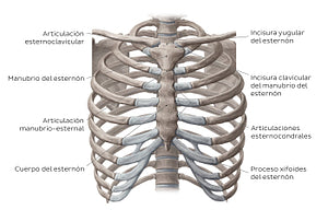 Bones of the thoracic cavity (Spanish)